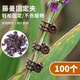 芷郁植物固定器夾子蝴蝶蘭花卉支架支撐桿爬藤花卉綠蘿固定 100個/包