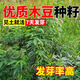 雅之寧木豆種籽多年生護坡固土灌木草子耐鹽耐堿工程見(jiàn)土就活綠化草種子 灌木【木豆種子1斤】量大優(yōu)惠