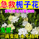 艾尚棵梔子花營(yíng)養液梔子花專(zhuān)用肥防黃葉掉苞梔子花盆栽免稀釋營(yíng)養液 買(mǎi)2送1【一滴見(jiàn)效】 500ml 3瓶