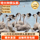 正宗特大種獅頭鵝苗純種假一賠十幼苗潮汕原種雛鵝成年斤鵝包活體 買4送1  共5只（每只1斤左右）