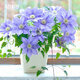 虹越（HONGYUE）鐵線(xiàn)蓮花苗P9小規格盆栽苗大花陽(yáng)臺豐花庭院爬藤花卉JS 【帶盆栽好】HF楊 P9