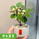 聽雪樓小盼菩提綠植盆栽帶果子盆景菩提樹陶瓷花盆中式禪意面擺件好養(yǎng) 小盼菩提+小喜 帶盆栽好