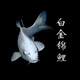 貝冠奇錦鯉活魚(yú)大正三色紅白錦鯉秋翠孔雀冷水小魚(yú)蝴蝶鯉德系觀賞魚(yú) 白錦鯉2條（8-10厘米）