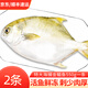 漁哥戲魚 新鮮青島海捕金鯧魚 袋裝 大鯧魚平魚扁魚 海鮮水產(chǎn)年貨送禮 1100g（2條）