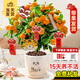 開(kāi)時(shí)果 金桔樹(shù)盆栽帶果年桔可食用 橘子樹(shù)苗四季新年綠植物室內年宵花 【約40-50cm】精品金桔+錢(qián)途無(wú)量盆 年宵金桔-帶果發(fā)貨