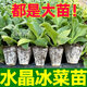 【店鋪熱銷(xiāo)】壽光正宗冰菜大苗秧水晶冰菜種子四季多茬采收大葉耐 大葉水晶冰菜苗【全是大苗 易種 苗10送2【套盒12棵】+1包肥+S6教