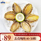 曉龍 熟凍大鮑魚 鮑魚肉 火鍋食材 燒烤 貝類海鮮生鮮 鮑魚肉500g 40-50頭