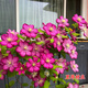 鐵線(xiàn)蓮大苗盆栽藤本爬藤花卉重瓣陽(yáng)臺庭院攀援四季植物帶盆發(fā)貨 里昂村莊