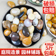 曼圣 天然五彩鵝卵石雨花石原石天然石子魚缸花盆鵝軟石庭院裝飾石頭 5斤裝【精拋五彩】2.0-3.0cm