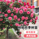 瑯闕樹樁月季特大花棒棒糖花苗帶花四季開花耐寒 粉扇1.5公分源頭直發(fā)