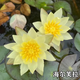 耐寒睡蓮池塘水池睡蓮花苗睡蓮根塊水培植物水生根塊睡蓮苗包對版 海爾芙拉