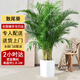 綠韻花田【兩小時(shí)達】發(fā)財樹(shù)虎尾蘭幸福樹(shù)平安樹(shù)喬遷好養綠植開(kāi)業(yè)喬遷送禮 散尾葵