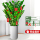 南國愛(ài)大型綠植各種大型盆栽發(fā)財樹(shù)金錢(qián)樹(shù)榕樹(shù)流泉楓辦公室內盆景好養活 金錢(qián)樹(shù)1-1.2m【羅馬柱吸水盆】