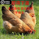 一斤土雞苗活雞純種小腳雞苗土雞青腳雞產(chǎn)蛋活的笨正宗羽雞小雞脫溫 1斤左右養(yǎng)產(chǎn)蛋土雞5只【5母】