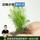 云峰海瑞 水草活體魚(yú)缸造景套餐用品水族箱裝飾魚(yú)缸種子沉木活水草 南極杉沉木單頭（金魚(yú)冷水魚(yú)不吃的水草）