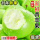正宗山西青蘋果9斤新鮮水果當(dāng)季現(xiàn)摘脆甜王林明月青森瑞雪整箱L5 現(xiàn)摘9斤【泡沫托+紙箱】