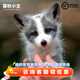 暮秋小主網(wǎng)紅家養(yǎng)狐貍活體幼崽雪狐白狐白化熊貓狐冰島狐寵物狐貍活物幼寵 北極冰島狐