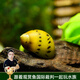 云峰海瑞 觀(guān)賞螺水族活體缸壁除藻螺魚(yú)缸除藻清淤活化床底 洋蔥螺5只(顏色隨機)