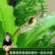 云峰海瑞黑殼蝦清潔蝦觀賞蝦 魚缸水族箱水草缸清潔除藻淡水 【清潔大師】黑殼蝦20+10備損