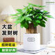 行湘三桿發(fā)財樹(shù)招財盆景 精品大三桿發(fā)財樹(shù)+輕奢浪琴陶瓷盆 源頭直發(fā)