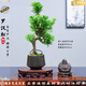 潮裕盆景高端羅漢松造型地景樹(shù)室內(nèi)植物庭院迎客松真樹(shù)老樁客廳辦公室盆景 老樁羅漢松盆景164 帶盆栽好
