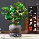 花翁中式禪意盆栽帶果 小盼菩提+舍得紫砂盆+底架+苔蘚源頭直發(fā)
