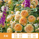 景郁春 JIRYUCUR薔薇花苗藤本月季庭院爬藤植物臺花卉四季開(kāi)花王妃源頭直發(fā)