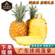 傾睦廣東徐聞菠蘿熱帶孕婦水果香水菠蘿超甜大果非鳳梨新鮮水果送禮品 5斤特級中果【約3-4個】