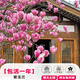自建別墅美化玉蘭花樹(shù)苗帶花苞庭院四季好養白紫玉蘭花盆栽花卉 精選紫玉蘭（5公分粗）大土球