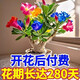 沙漠玫瑰花大苗盆栽四季花開(kāi)庭院室內外陽(yáng)臺好養花卉綠植沙漠玫瑰 重瓣大花【一顆多色】8年苗發(fā)1顆【可開(kāi)120朵+肥