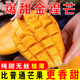 金黃芒果一級(jí) 中果 4.5-5