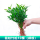 歐芽  驅(qū)蚊竹柏水培盆栽驅(qū)蚊竹樹(shù)苗客廳老樁辦公室綠植室內(nèi)面水養(yǎng)花卉 【水培款】竹柏10棵