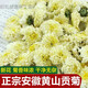 北京同仁堂特級黃山貢菊清熱養(yǎng)肝明目下火白菊花清肝去火杭白菊花茶組合枸杞 黃山貢菊[500克]