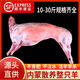 烤全羊整只新鮮10斤至30斤小羔羊烤羊腿烤羊排內(nèi)蒙古烤整只羊商用 15斤