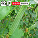源惠鮮禮壽光農家鮮摘絲瓜 農家自種青瓜 新鮮時(shí)令蔬菜 絲瓜燉菜做湯5斤裝 絲瓜 5斤