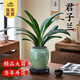 開時(shí)果 高端造型盆景精品好養(yǎng)植物 君子蘭盆栽四季懶人綠植源頭直發(fā)包郵 君子蘭（福字青釉盆+底托）