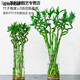 懿儱佩水養(yǎng)富貴竹轉(zhuǎn)運(yùn)竹彎竹龍竹水竹開運(yùn)竹子帶根室內(nèi)綠植水培植物花卉 【帶根】轉(zhuǎn)運(yùn)竹彎竹-40厘米-10棵 不含盆