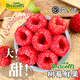 怡顆紅黑樹(shù)莓鮮果【順豐—送上門(mén)】稀有漿果覆盆子巨無(wú)霸超大果 紅樹(shù)莓2盒 |   每盒125g 順豐空運