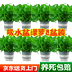 雙盟綠蘿盆栽除甲醛花卉綠植辦公室180款加侖自吸水盆8盆裝源頭直發(fā)