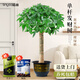 臨雅發(fā)財樹盆栽辦公室內(nèi)客廳大型綠植物喬遷開業(yè)單桿1.4m福盆源頭直發(fā)