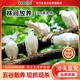 BOZAIJIA大別山放養(yǎng)乳鴿 凈重3.6斤 共6只 新鮮土鴿子肉散養(yǎng)鴿 源頭直發(fā)