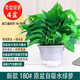 行湘綠蘿盆栽水培綠植新房除甲醛植物 180#原盆4盆+吸水盆 源頭直發(fā)