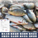 云映漁舟 微山湖生態(tài)大鯽魚(凈膛) 生態(tài)活魚現(xiàn)殺淡水魚生鮮孕產(chǎn)婦下奶燉湯 中號(hào)鯽魚（每斤4-5條） 2斤（殺好損耗15％）