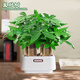 雙盟植物室內(nèi)綠植盆栽花卉擺件三桿發(fā)財(cái)樹室內(nèi)招財(cái)納福膠盆源頭直發(fā)