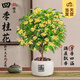開(kāi)時(shí)果 四季桂花盆栽樹(shù)苗濃香型 新中式盆景辦公室內綠植物源頭直發(fā)包郵 精品四季桂+白色福字盆 【整高約40-50cm左右】