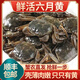 【活蟹】鮮活六月黃小螃蟹凈重足重淡水大閘蟹小河蟹生鮮水產(chǎn)現(xiàn)貨 二元蟹[0.5-0.7兩]15只+多送5只