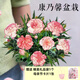 泰西絲康乃馨盆栽觀(guān)花綠植花卉 精品大康乃馨花邊粉+0.5加侖盆 源頭直發(fā)