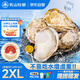 乳山牡蠣 鮮活乳山生蠔2XL 凈重3斤 9-12只 生鮮海鮮 源頭直發(fā)