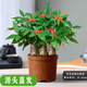 聽雪樓三桿發(fā)財(cái)樹盆栽桌面綠植擺件室內(nèi)辦公室客廳植物新房花卉 三桿發(fā)財(cái)樹+育苗盆 含（吊牌+陶粒）