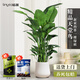 臨雅天堂鳥(niǎo)盆栽辦公室內客廳大型綠植物去甲醛新房1.5m含盆源頭直發(fā)